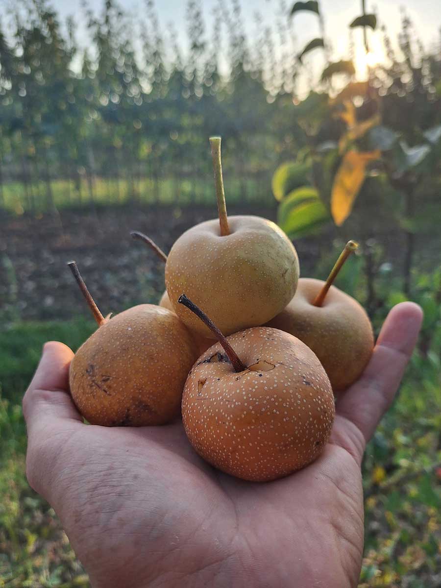 Hosui hruška zo škôlky Biele Karpaty