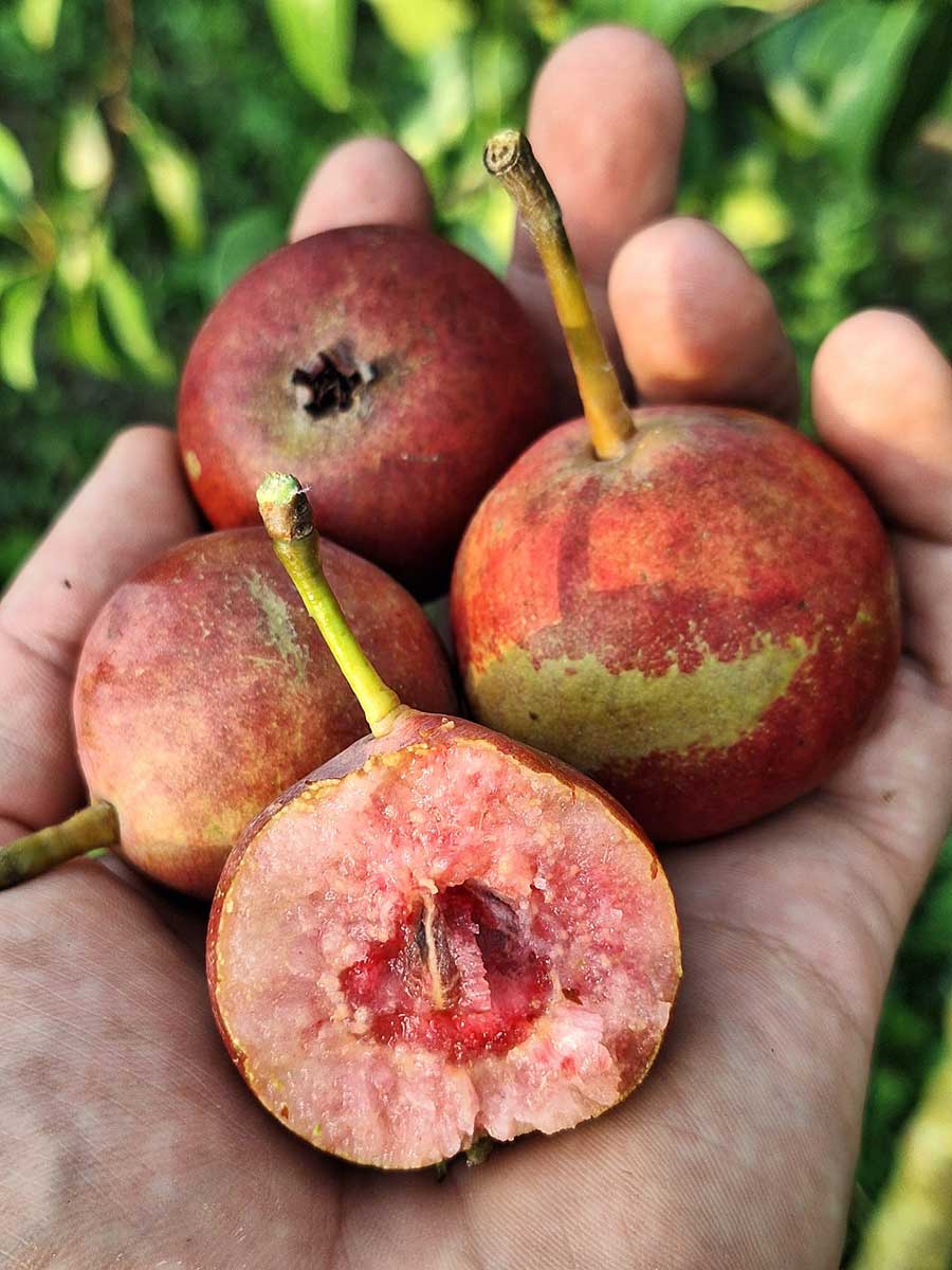 Krvavka hruška zo škôlky Biele Karpaty