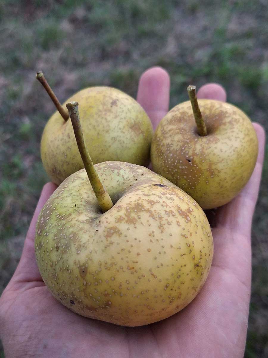 Tama hruška zo škôlky Biele Karpaty