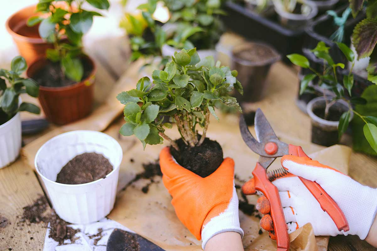 Presádzanie kalanchoe