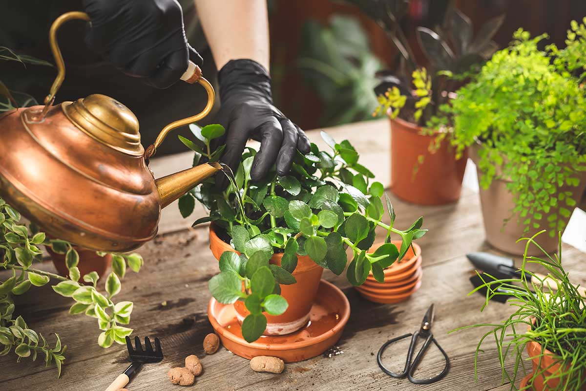 Zalievanie kalanchoe