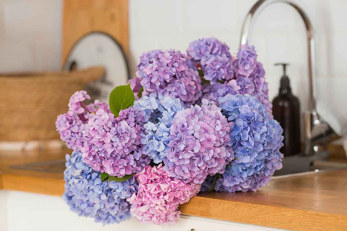 Ako uchovať krásu a farbu hortenziových súkvetí