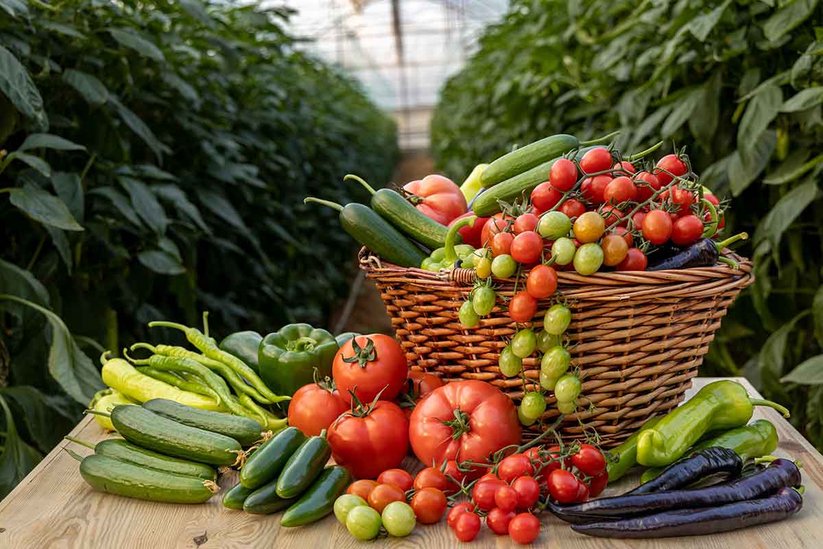 Zber plodovej zeleniny zo záhrady