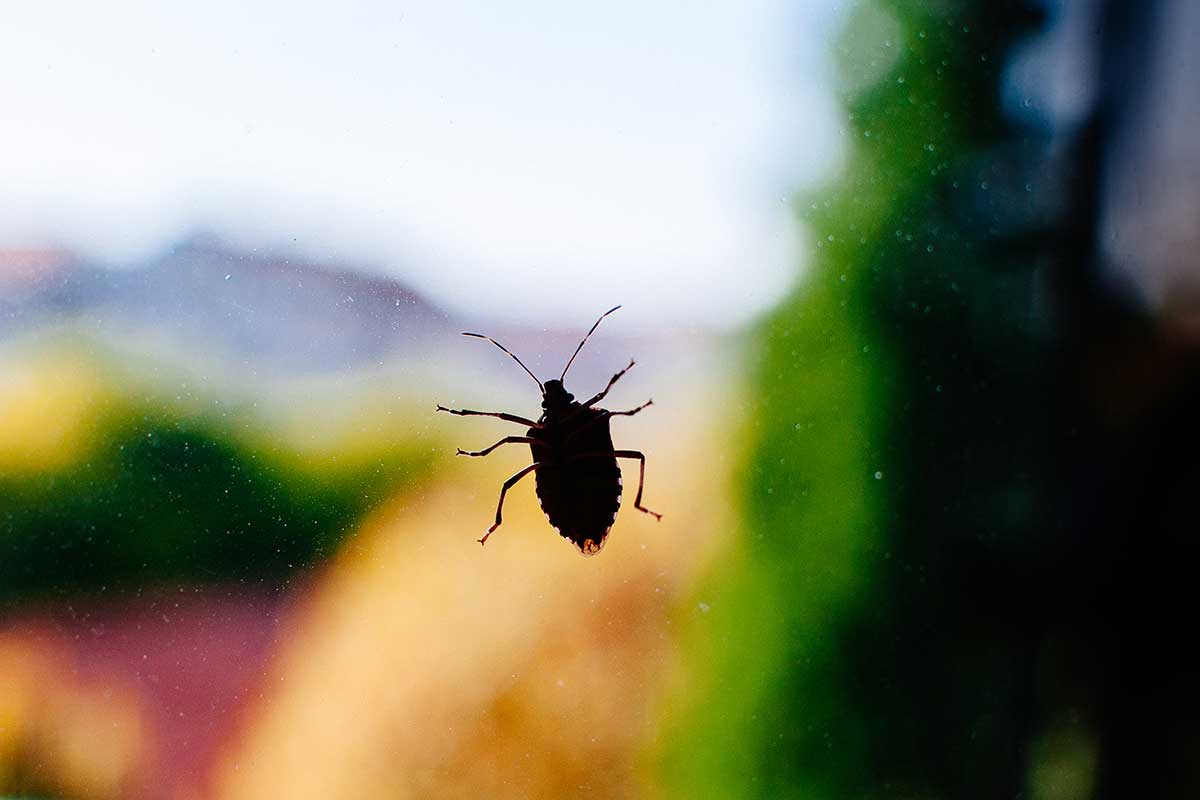 Bzdocha na okne tlačiac sa do vnútra domu
