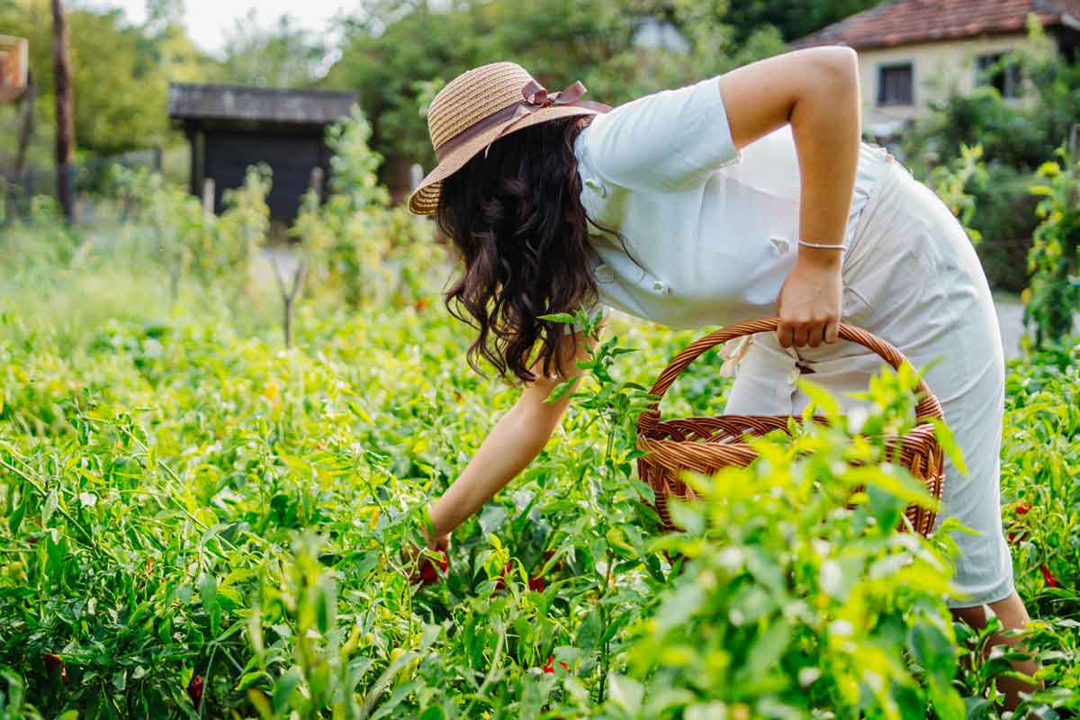 Práce v záhrade na konci leta
