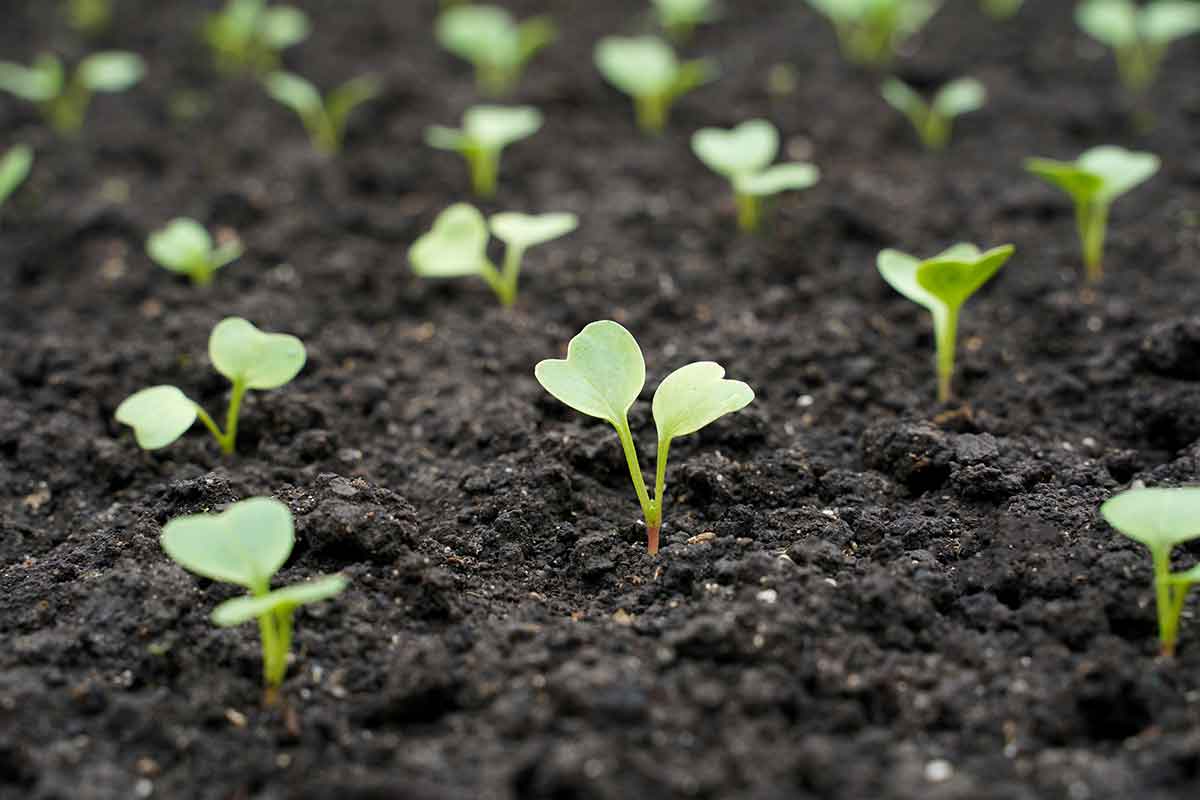 Vysiata reďkovka po cibuli