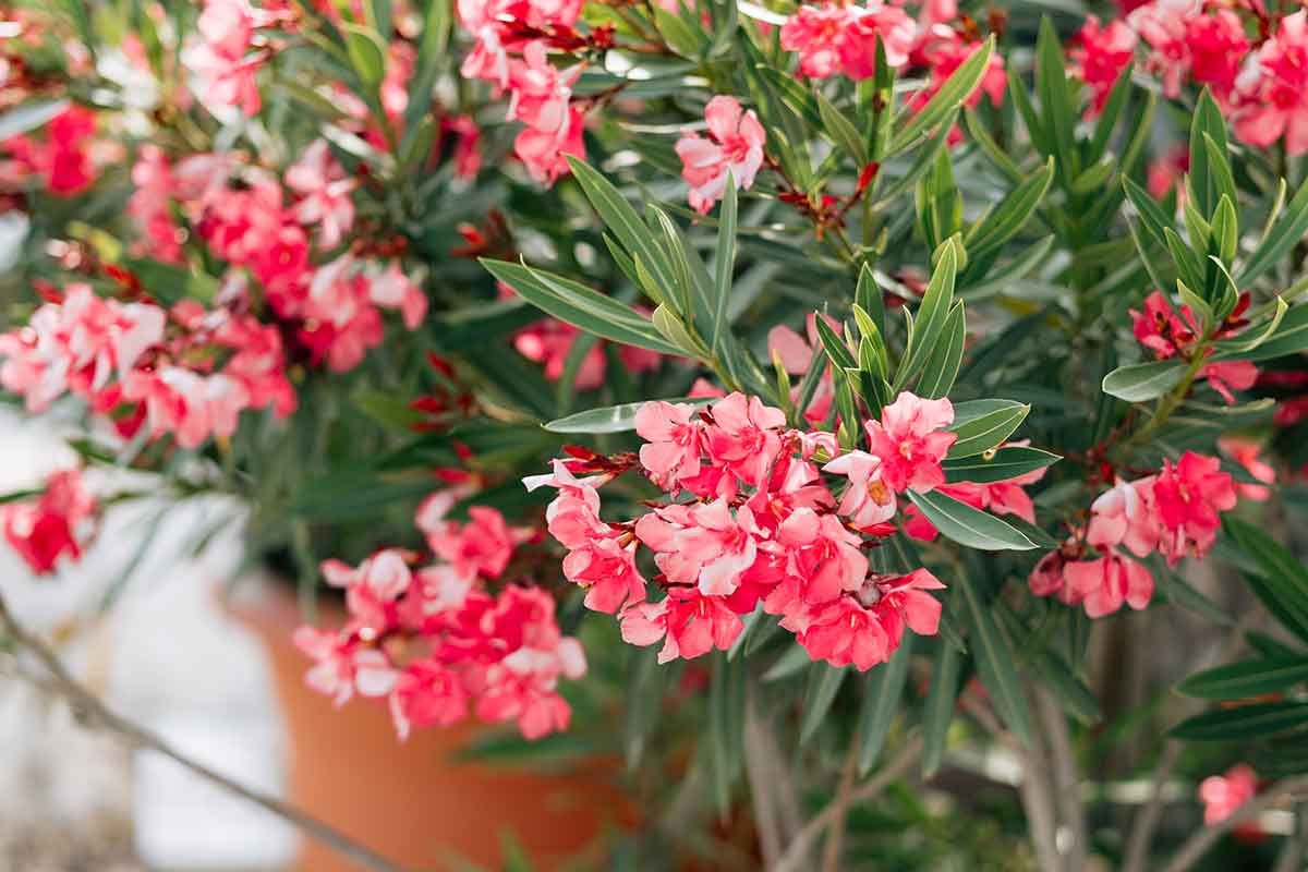 Ako rozmnožiť oleander