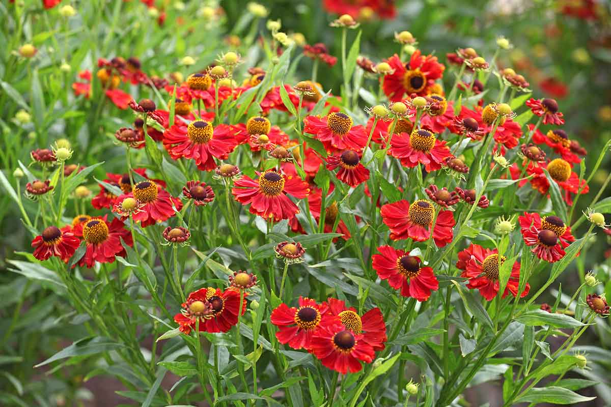 Helénium hybridné ‘Rubinzwerg’