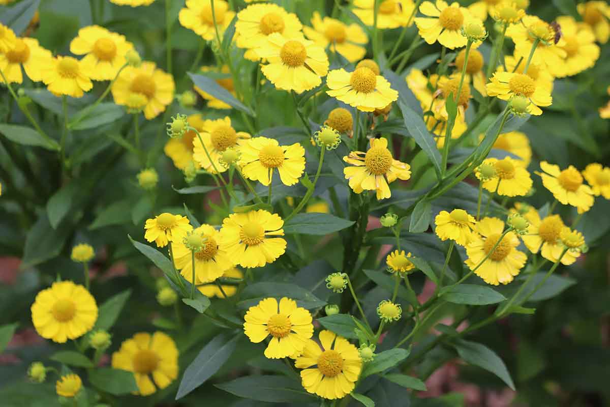 Helénium hybridné ‘Sombrero’