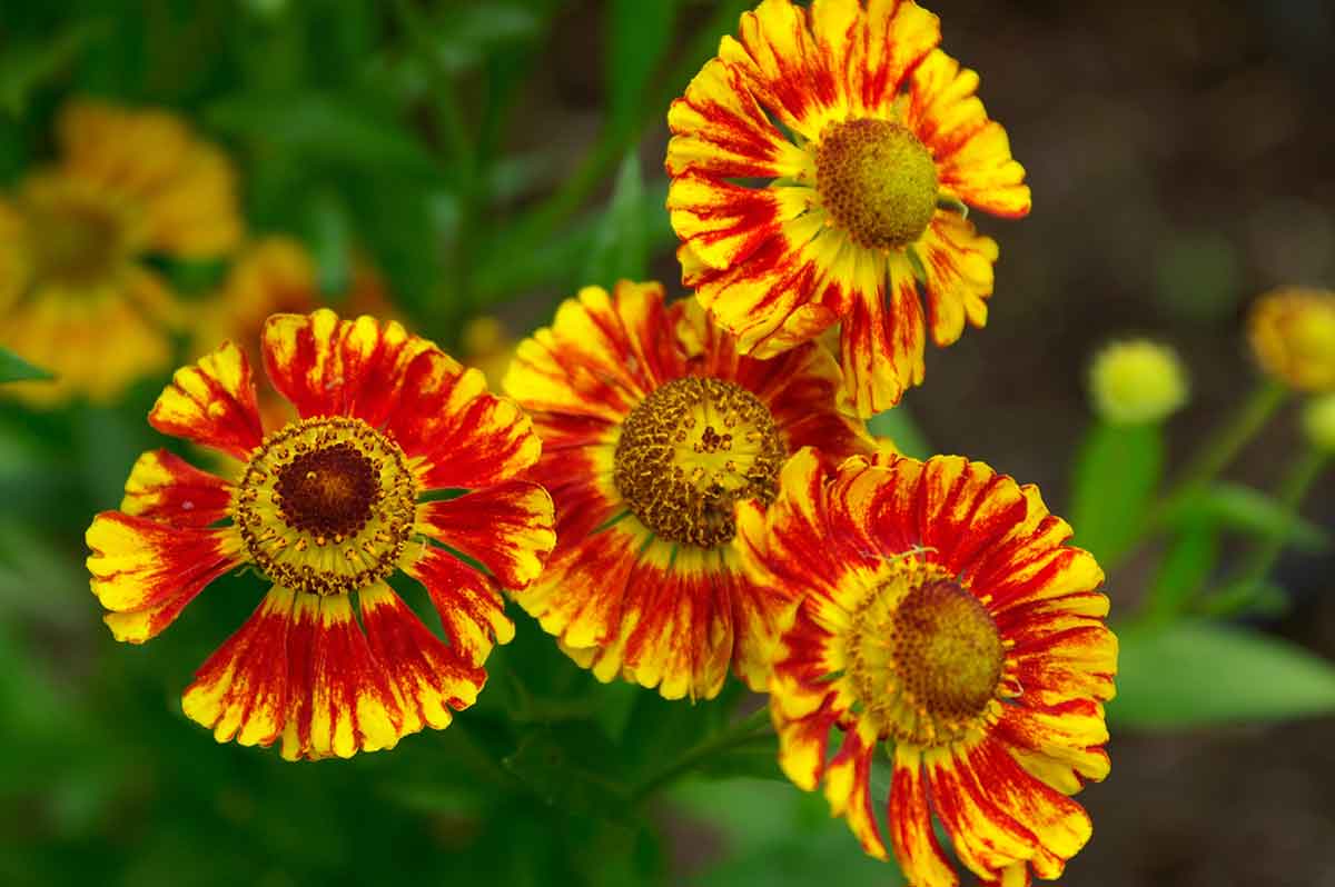 Helénium jesenné ‘Feuersiegel’