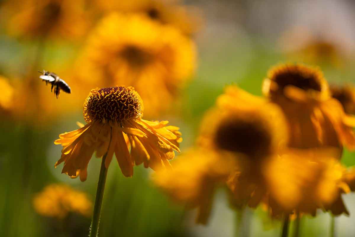 Žltý kvet helénia s výrazným hnedým terčíkom