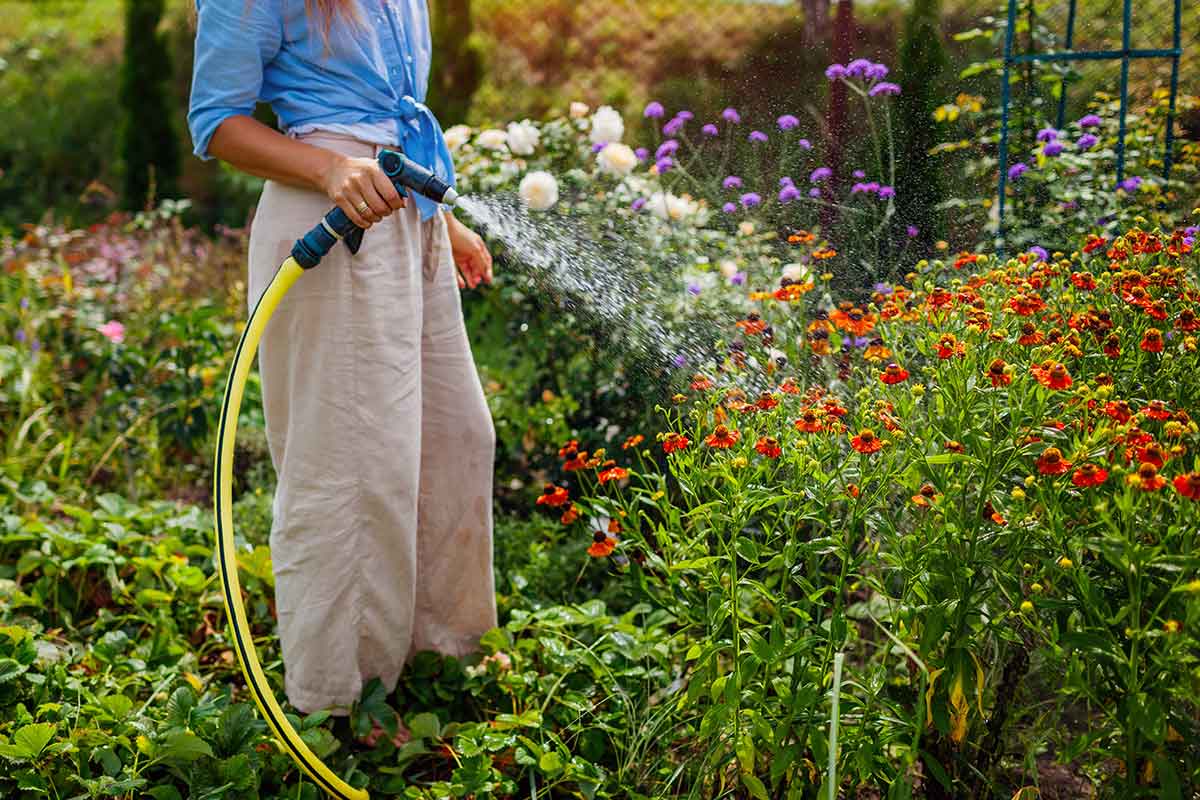 Pestovanie a starostlivosť o helénium