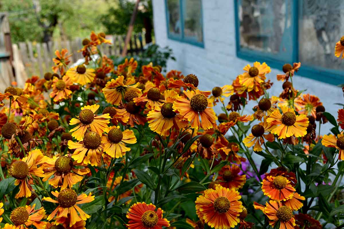 Helénium v kvetinovom záhone pri dome
