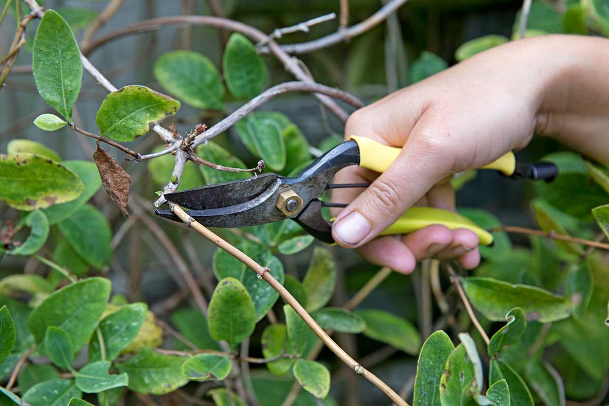 Rez popínavého zemolezu