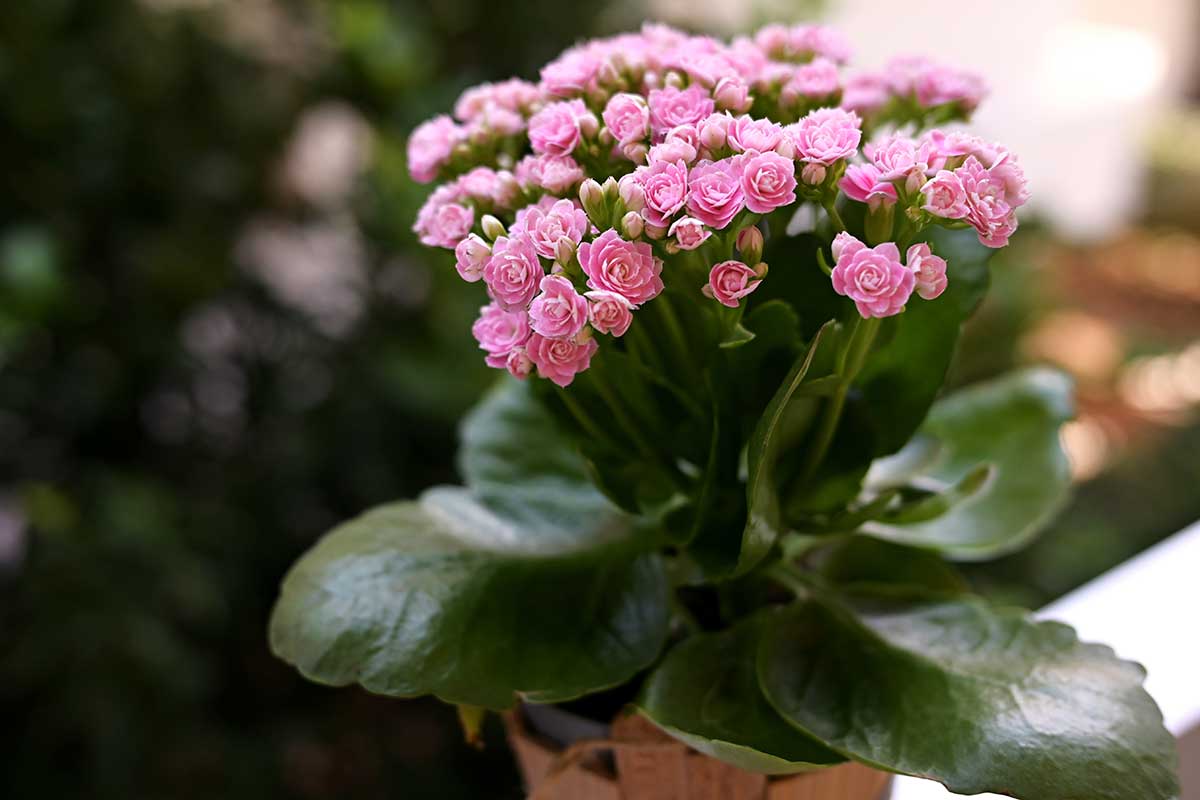 Pestovanie kalanchoe