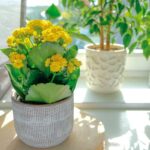 Kalanchoa Blossfeldova