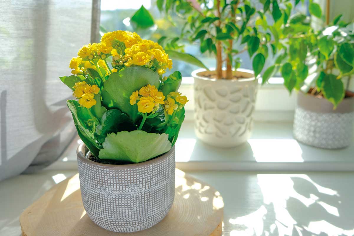 Kalanchoa Blossfeldova