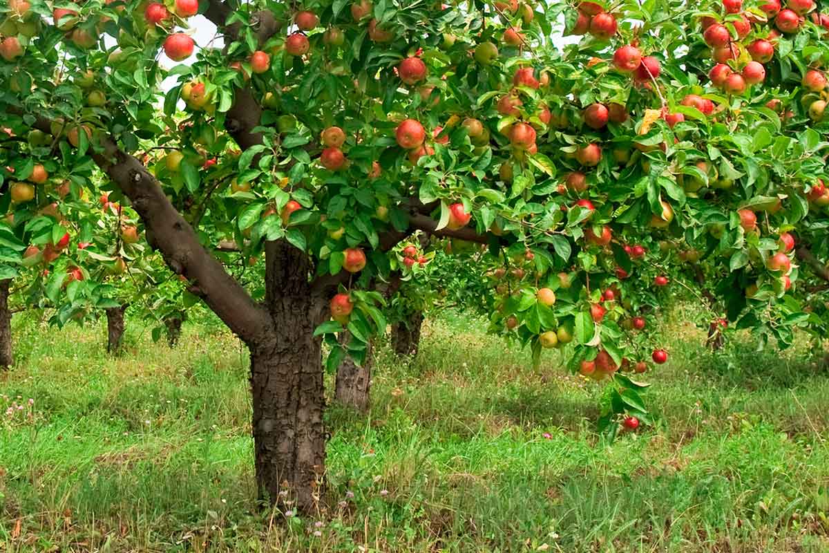 Jabloň na konci leta