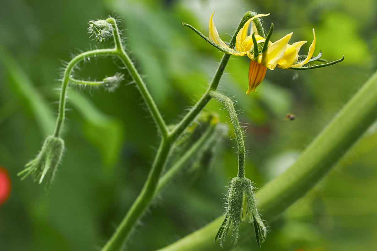 Opelivosť rastlín paradajok