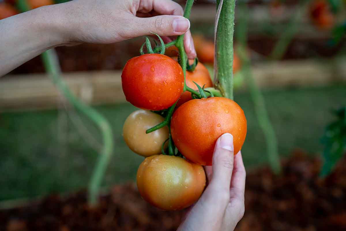 Začínajúci pestovateľ rajčín