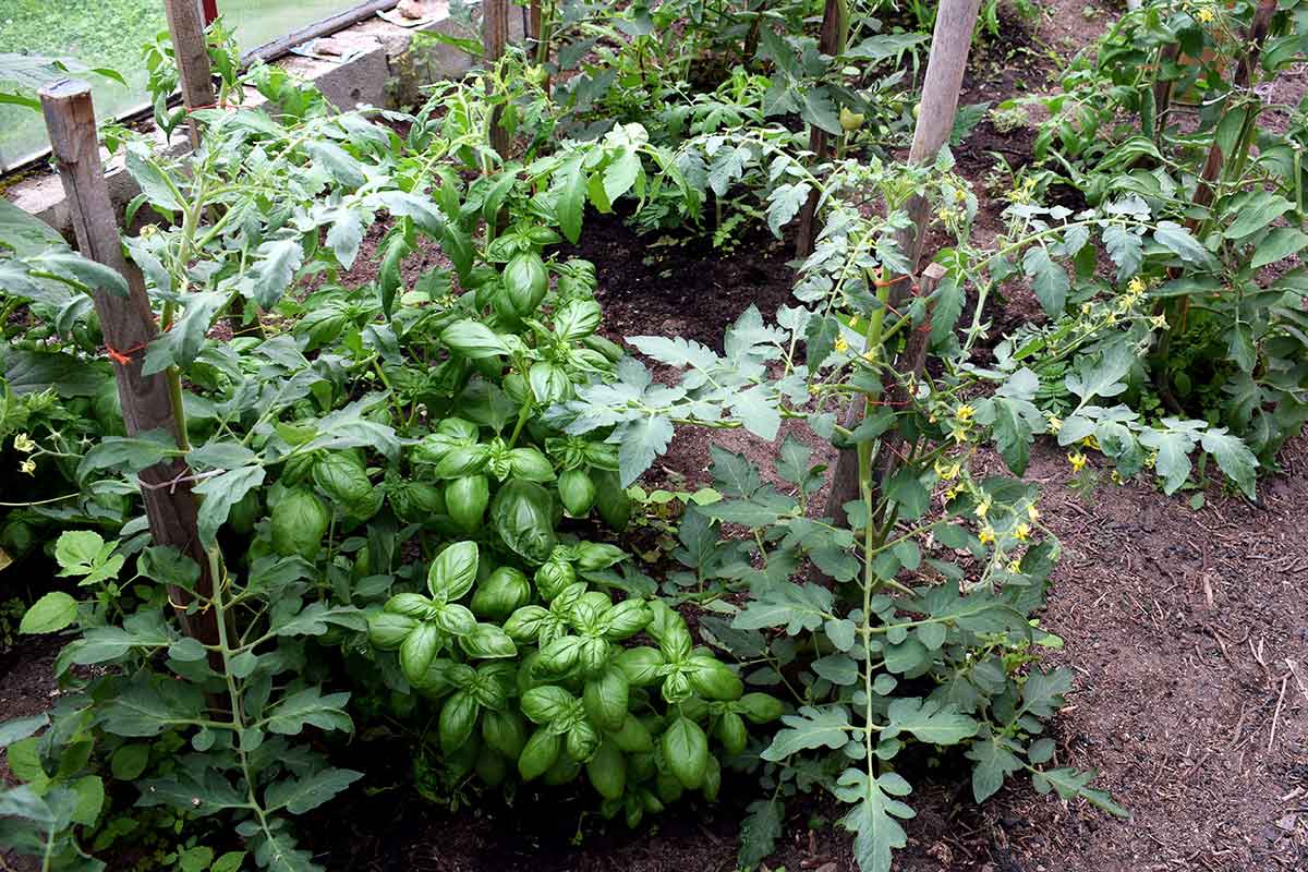 Susedné rastliny pre paradajky