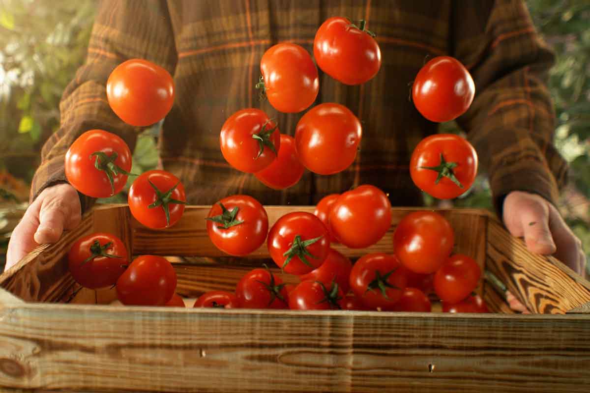 Vášnivý pestovateľ rajčín