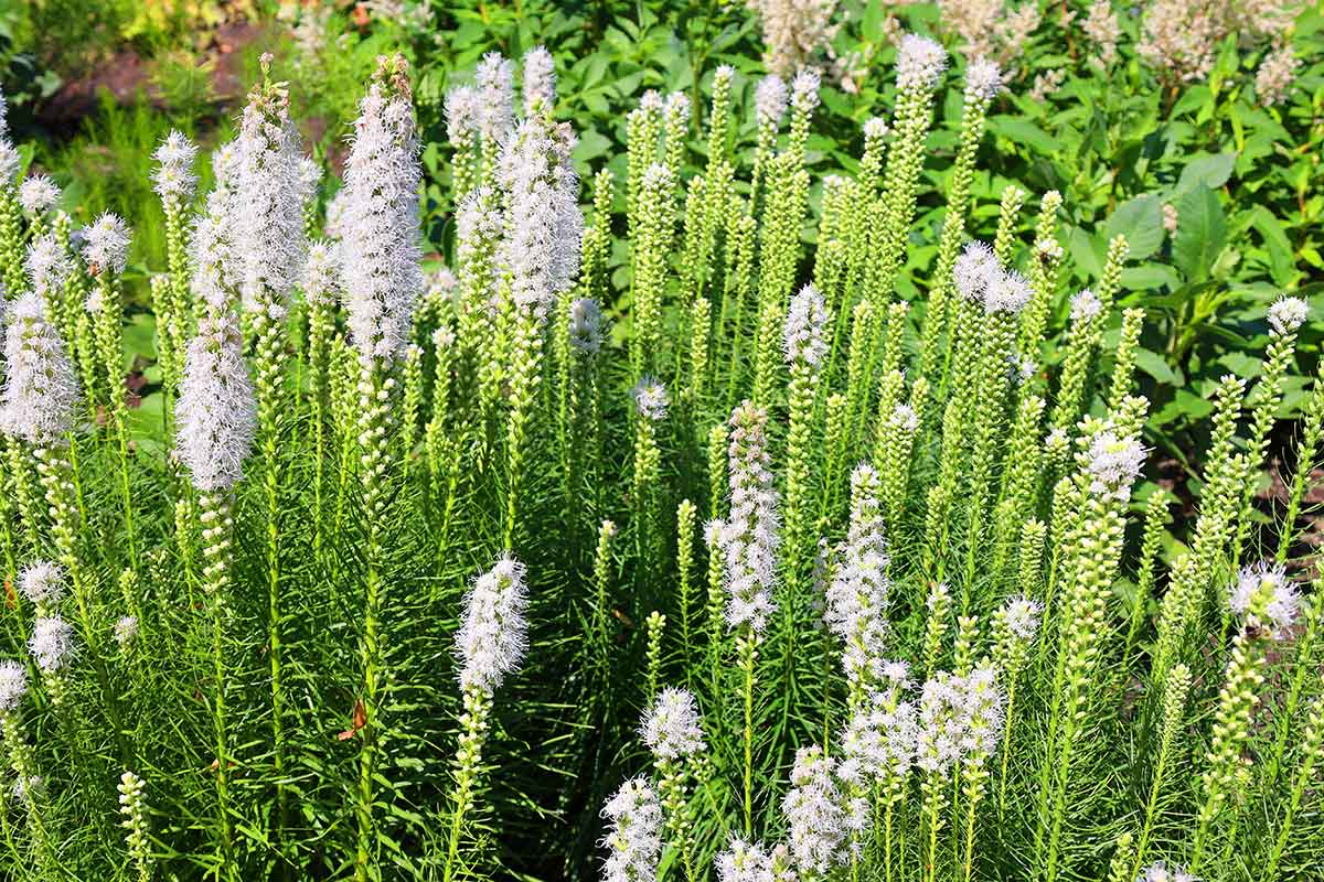 Biela liatra klasnatá