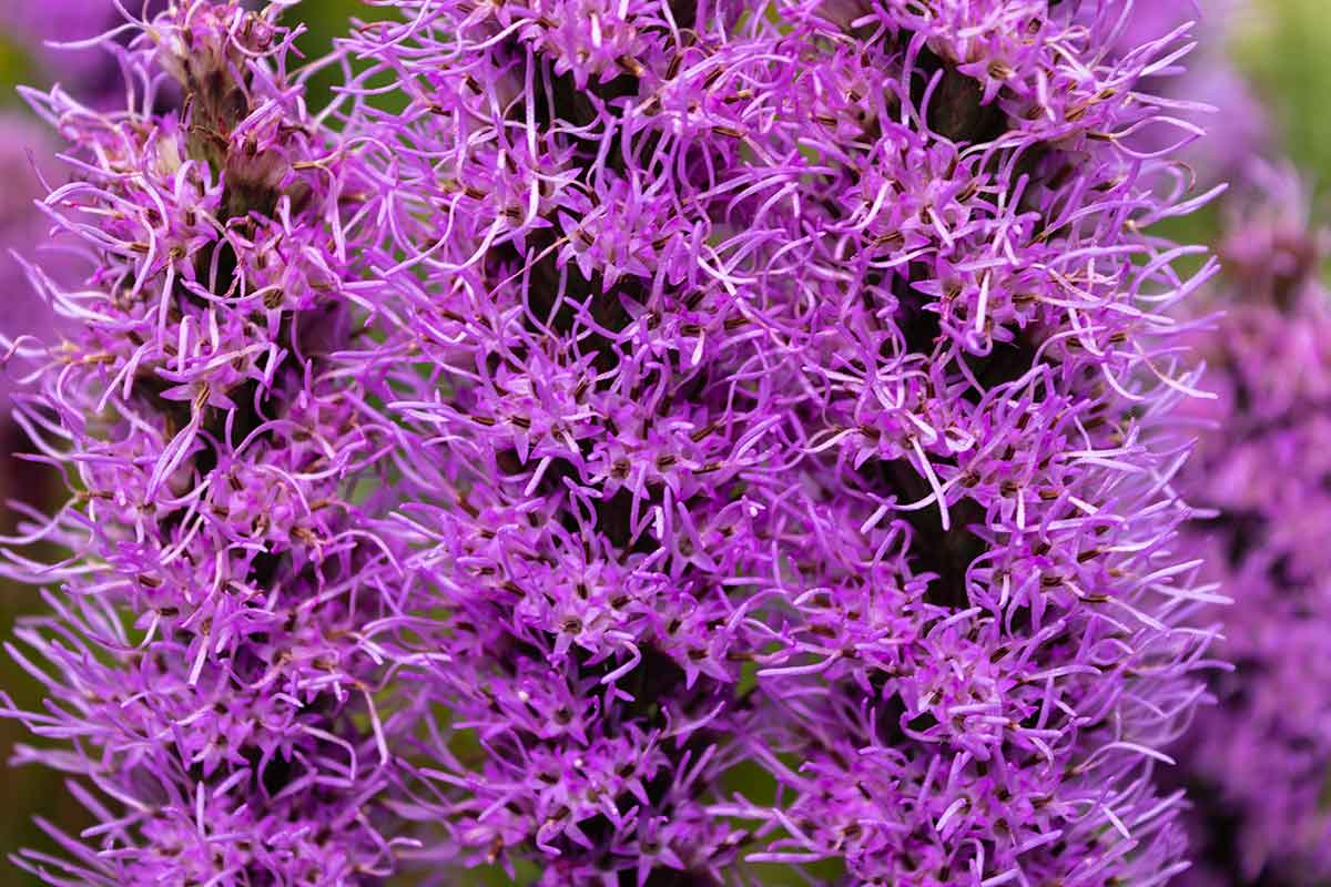 Kvety liatry klasnatej