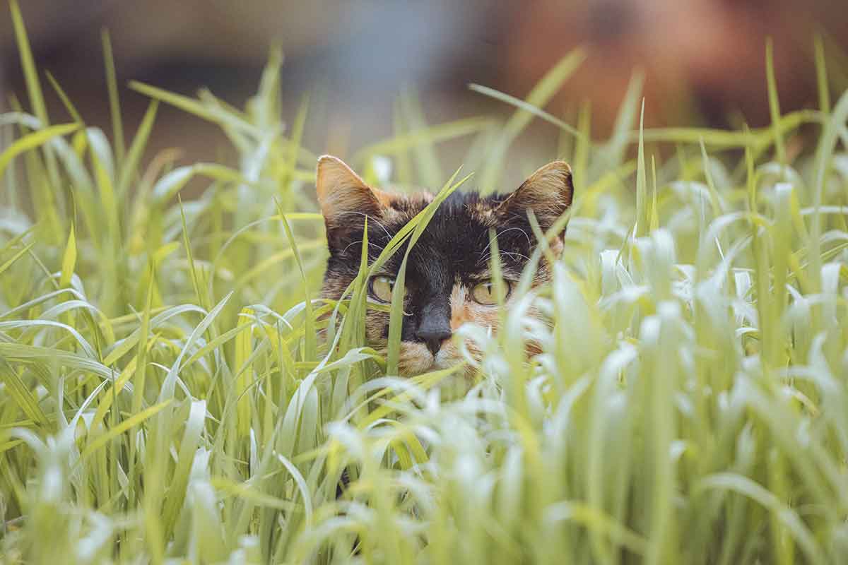 Mačka skrytá v tráve