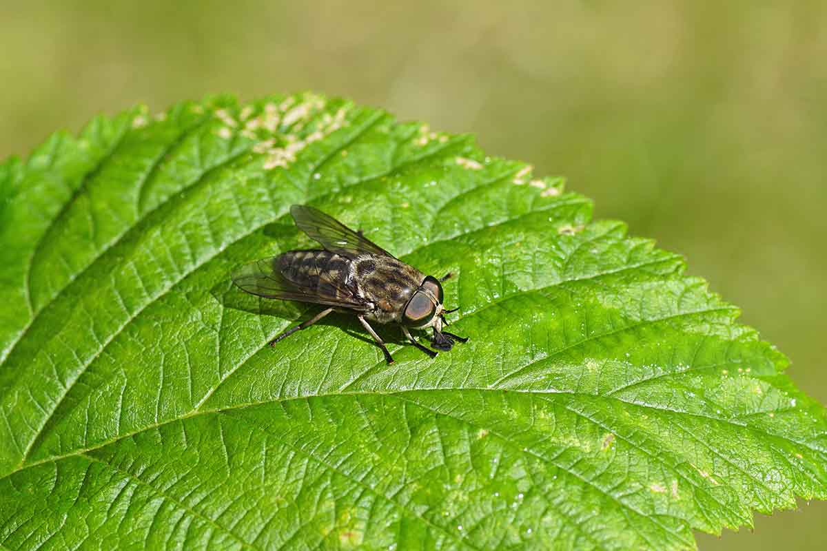 Ovad Tabanus autumnalis