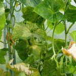 Pleseň na uhorkách v skleníku