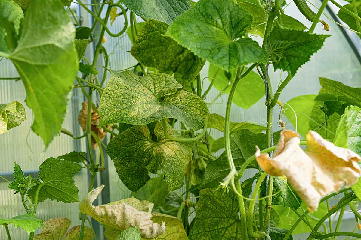 Pleseň na uhorkách v skleníku
