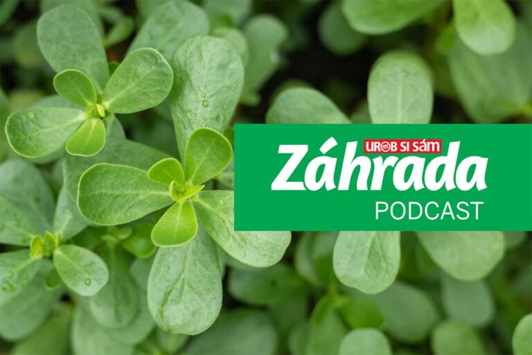Jedlá burina v záhrade a kuchyni: Vypočujte si novú epizódu podcastu Záhrada!