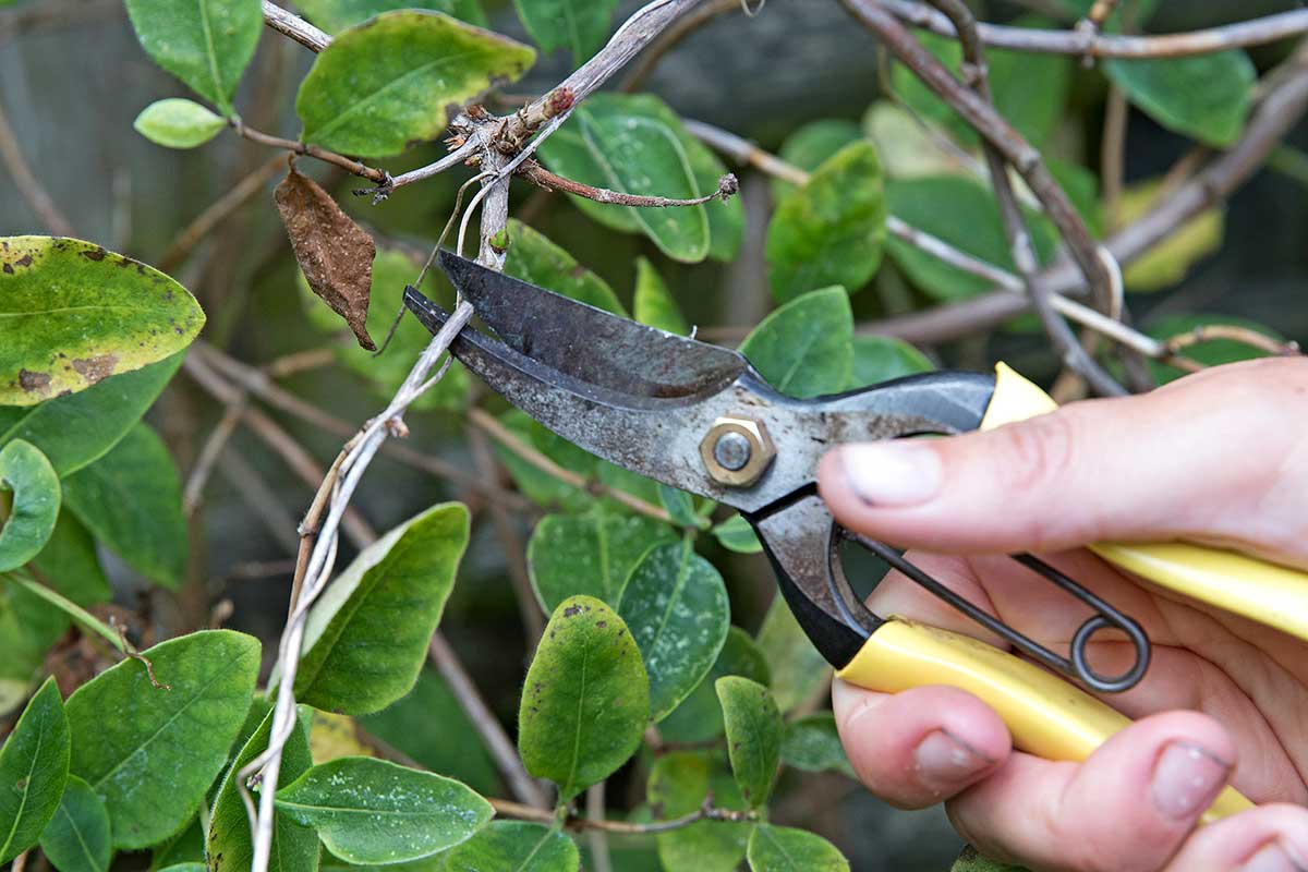 Odstraňovanie chorých častí zemolezu