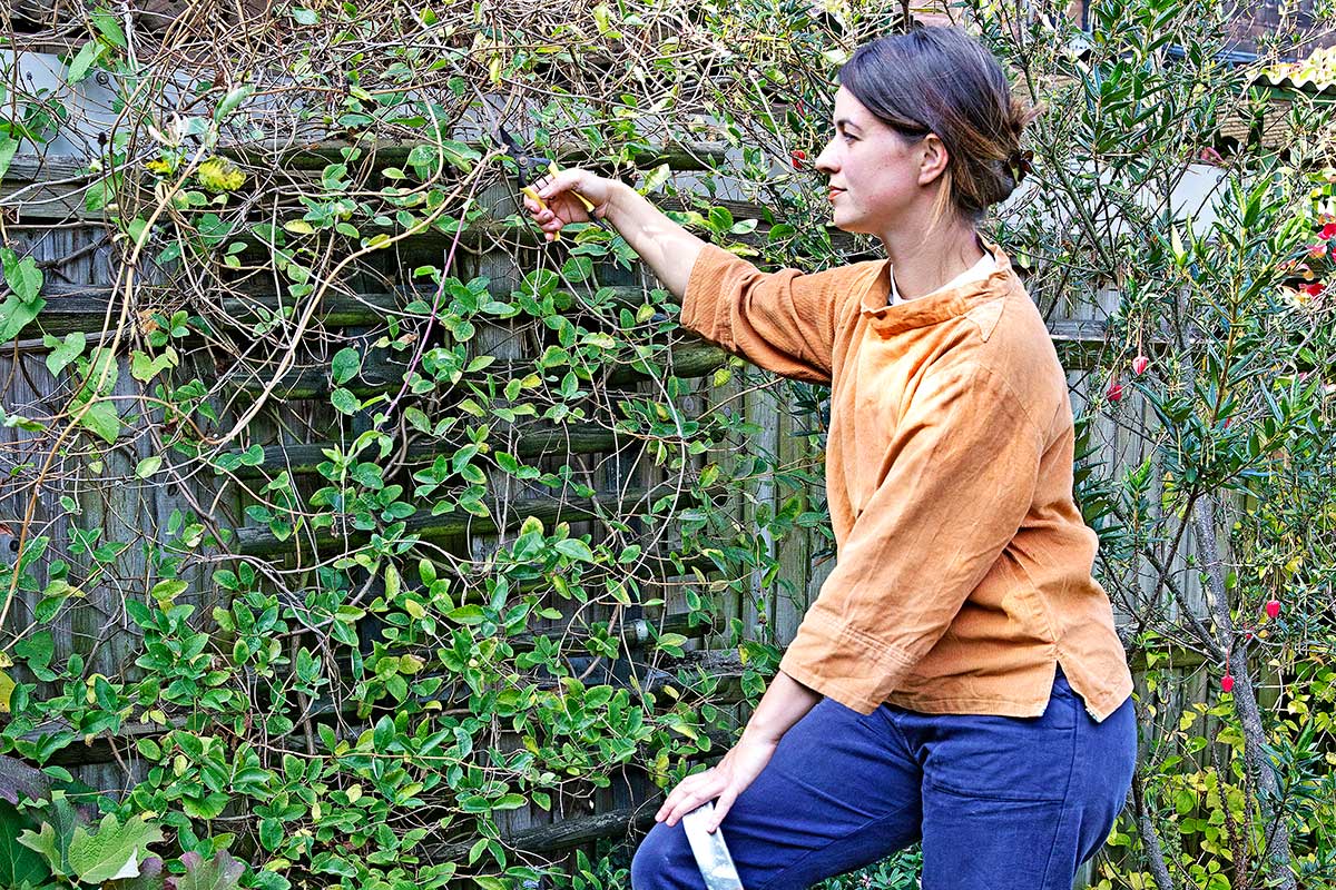 Rezanie popínavého zemolezu na rebríku zemolez (3)