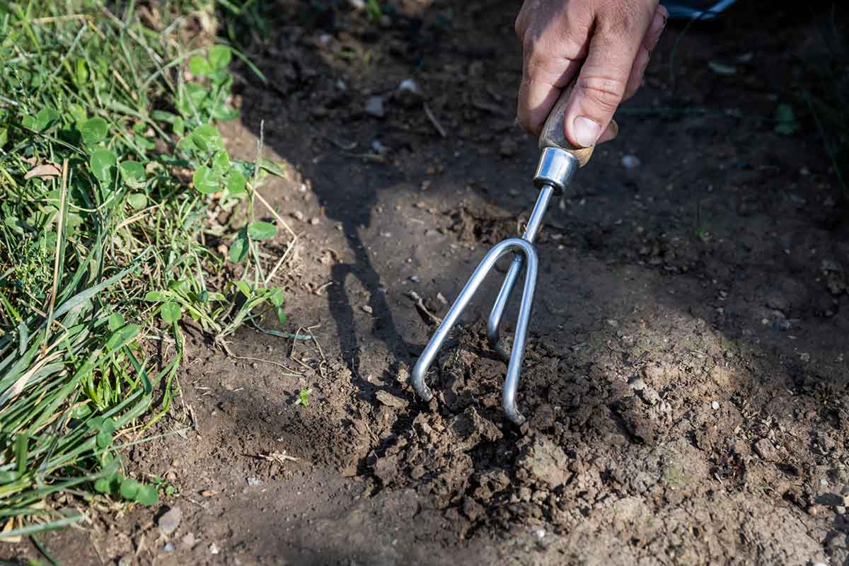 Príprava a odburinenie miesta výsadby narcisov
