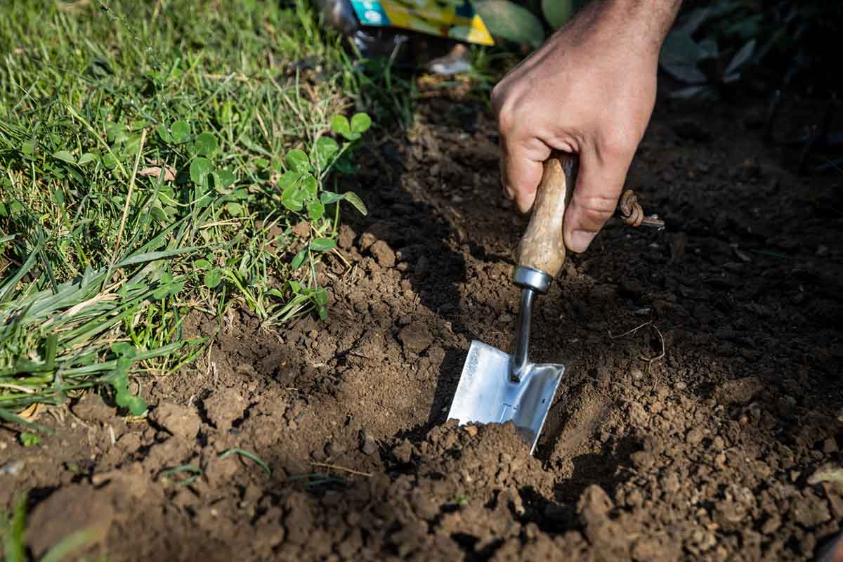 Vyhĺbenie výsadbovej jamy pomocou lopatky