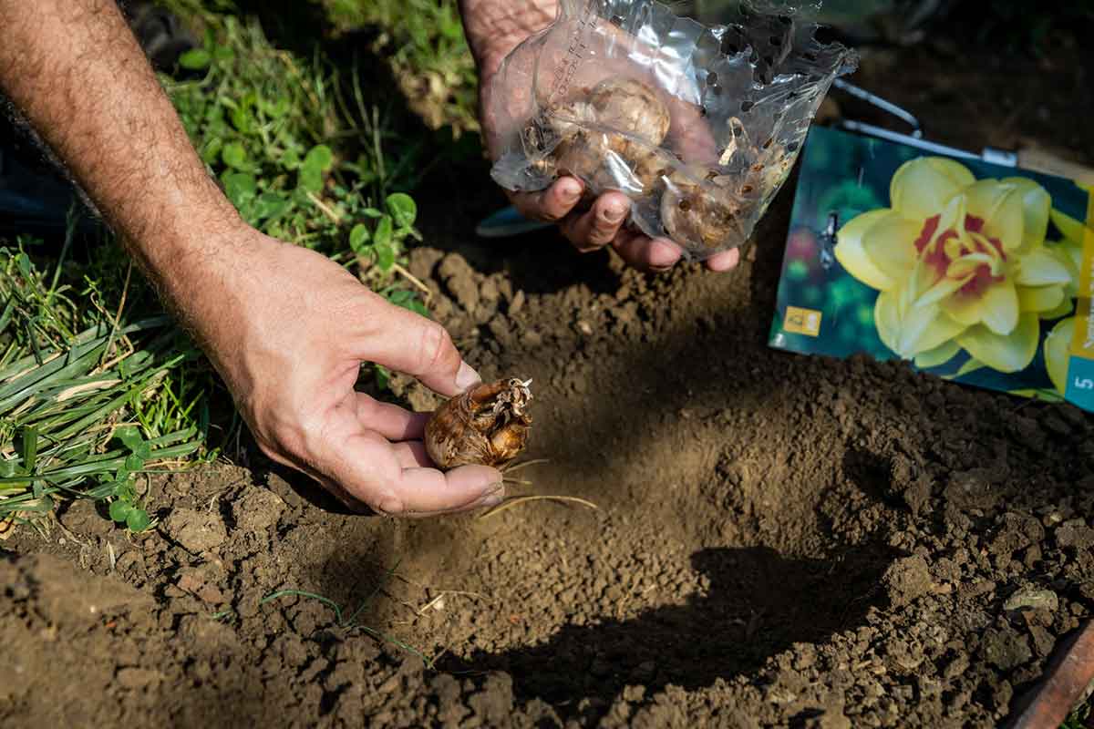 Výsadba narcisových cibúľ v skupinkách