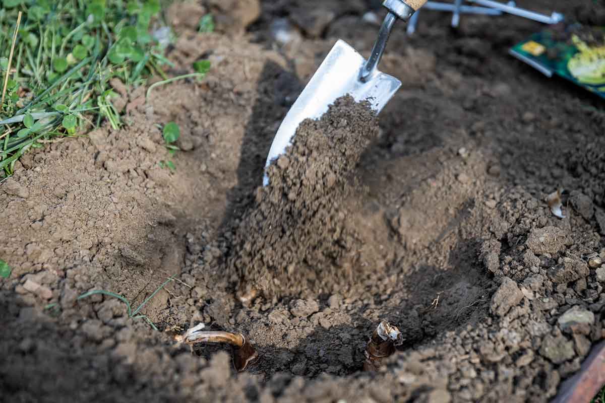 Zasypanie jamy s vysadenými narcisovými cibuľami