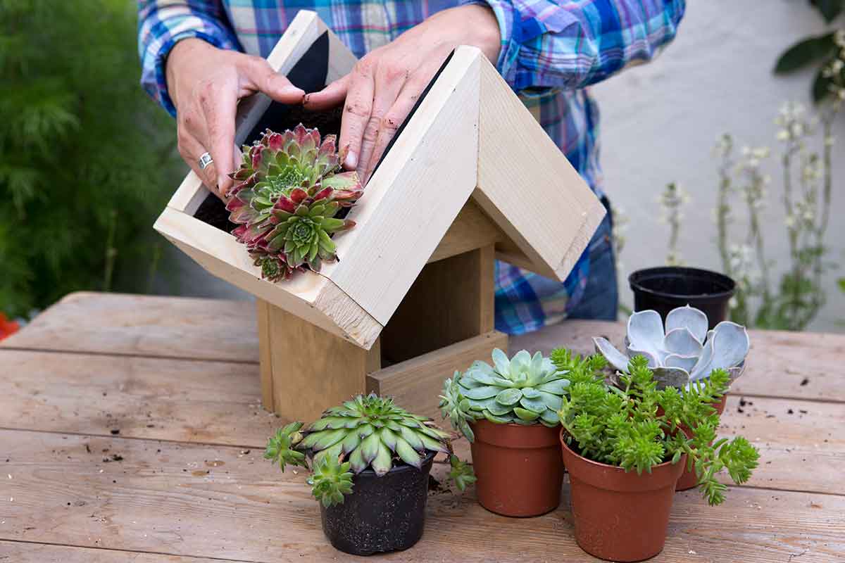 Uloženie sukulentov na zelenú strechu vtáčej búdky