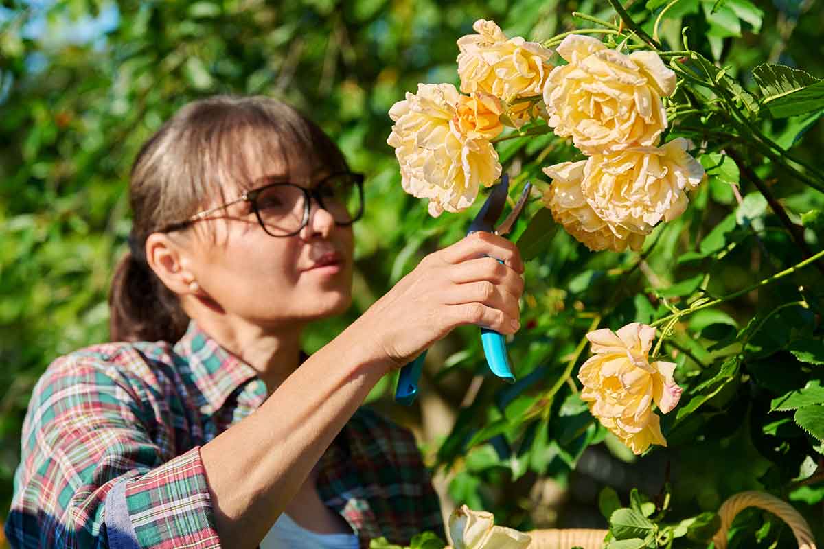 Odstraňovanie odkvitnutých kvetov ruží