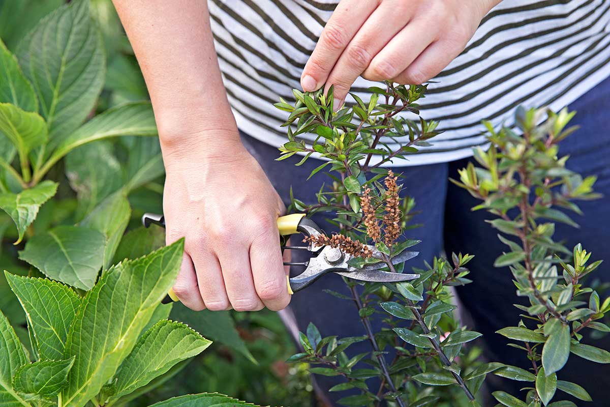 Rez odkvitnutých kvetov hebe
