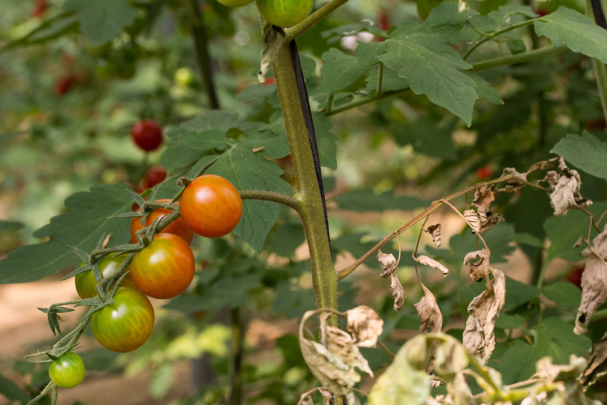 Roztoč paradajkový