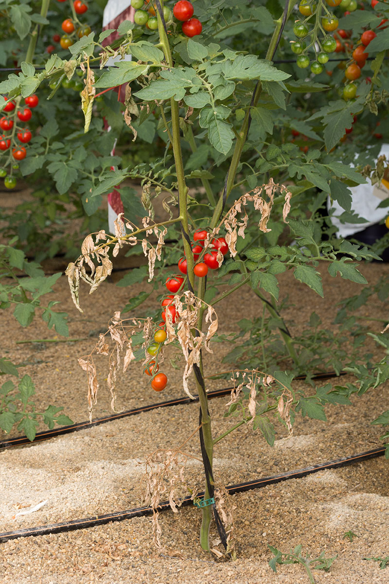 Roztoč paradajkový