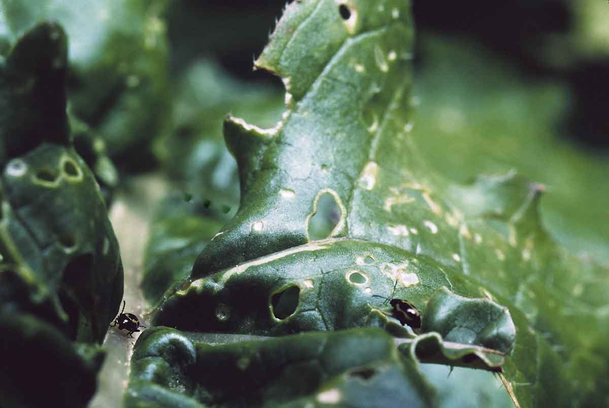 Skočky na listoch v záhrade