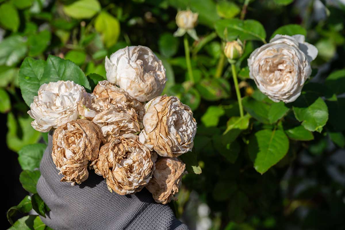 Slnečný úpal na kvetoch ruží