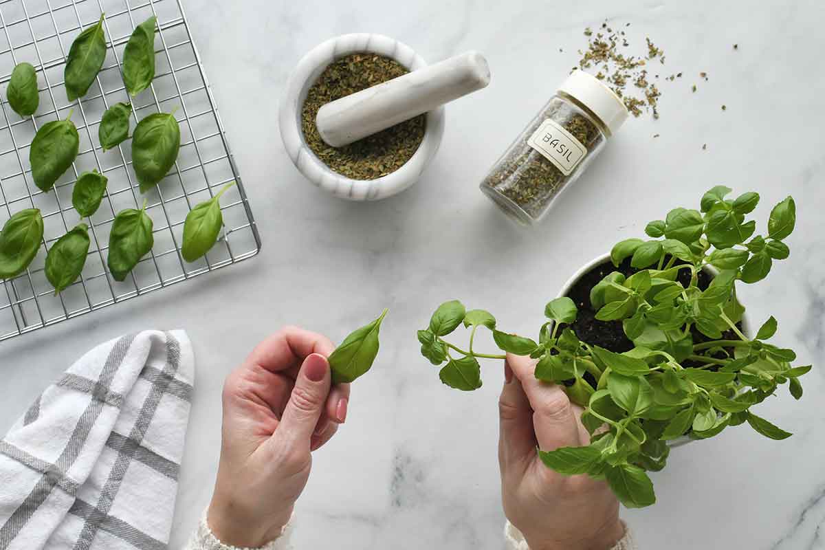 Príprava na sušenie bazalky