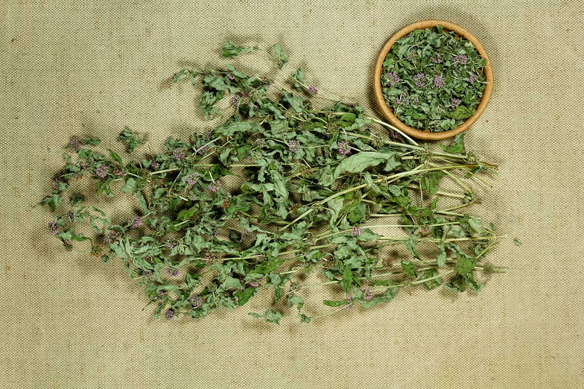 Sušené rastliny mäty