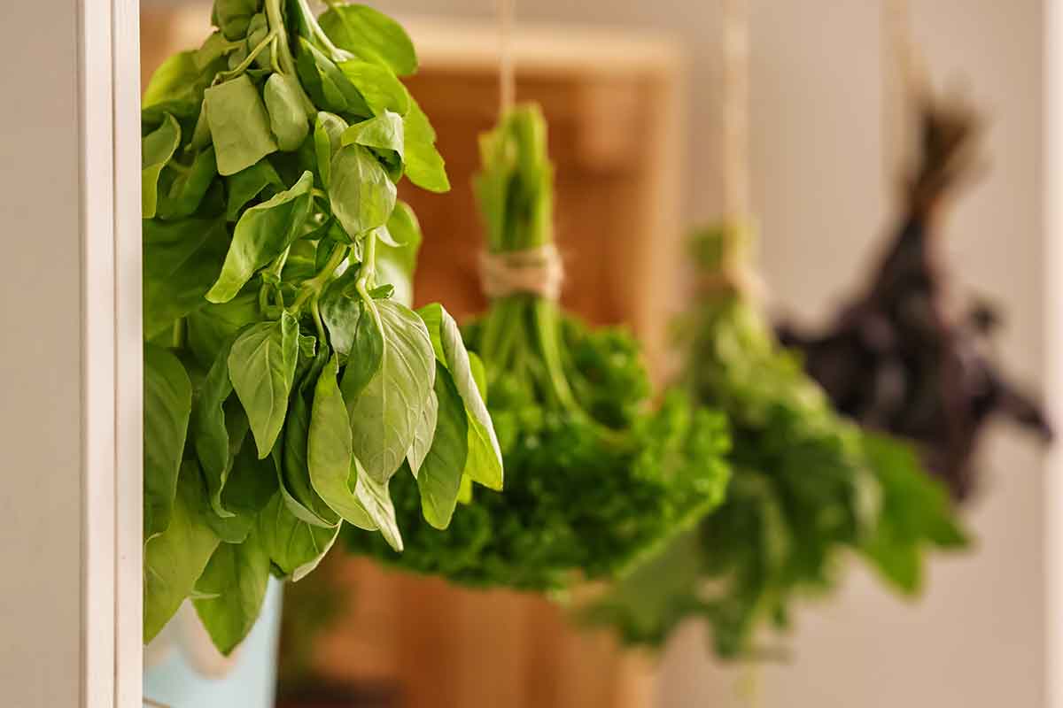 Sušenie bazalky vo zväzku na vzduchu