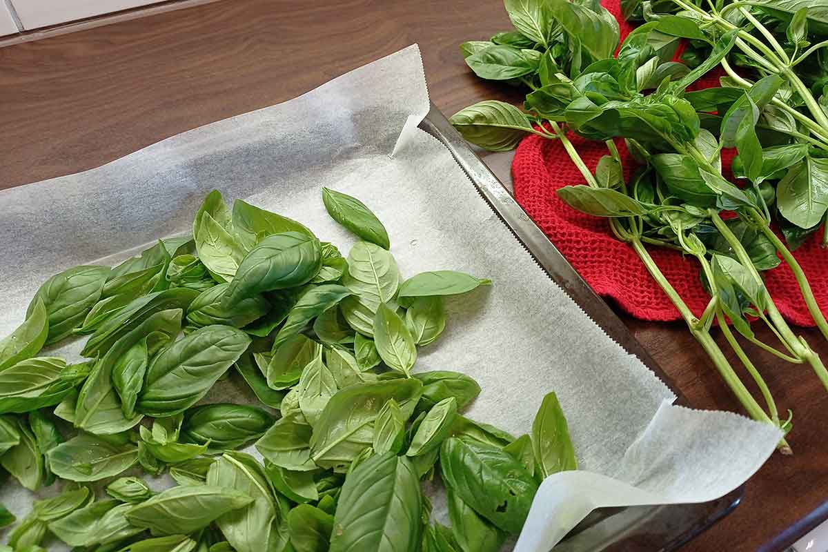 Sušenie bazalky v rúre